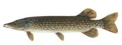 northern pike